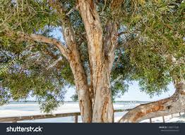 Image result for Melaleuca quinquenervia