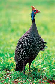 Browse 1,070 guinea fowl stock photos and images available or search for guinea fowl food to find more great stock photos and pictures. Guinea Fowl Bird Britannica