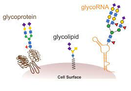 Animal cell wall is made up of rnase. Newly Discovered Glycosylated Rna Is All Over Cells Study The Scientist Magazine
