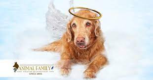 What Do You Do When A Pet Dies At Home