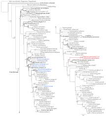 Image result for Acritochaete volkensii