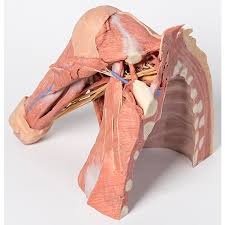Almost every muscle constitutes one part of a pair of identical bilateral. Thoracic Wall And Axilla 3d Printed Anatomy Model Mp1521 Monash Anatomy