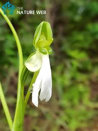 Image result for Habenaria dregeana