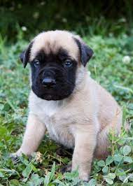 Cute English Mastiff Puppy From Horsemeister Inc English Mastiff Mastiff Puppies Mastiffs