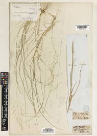 Image result for Sporobolus ioclados