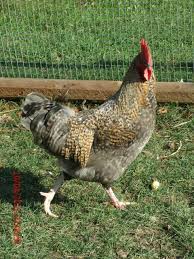 We did not find results for: Blue Splash Maran X Black French Copper Maran Blue Maran Backyard Chickens Learn How To Raise Chickens