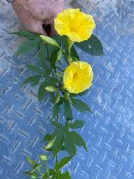 Image result for Merremia tuberosa