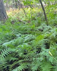 Image result for Amauropelta