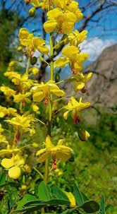 Image result for Caesalpinia decapetala