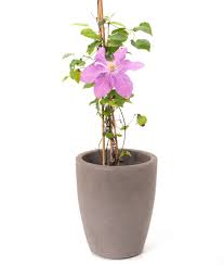Buy from£23.99at the rhs plants shop. Waldrebe Comtesse De Bouchaud Clematis Hybriden Comtesse De Bouchaud Gunstig Online Kaufen