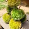 Apa yang pasti, durian belanda dan ektraknya juga mengandungi kandungan annonacin. Https Encrypted Tbn0 Gstatic Com Images Q Tbn And9gcty0iq6gfgq Mlnomcqxatpxkhnqtsxjxufrtrrya5fsfenpzu7 Usqp Cau