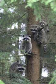 Raccoons Families Animal Bonitos Animal Kingdom Trees House Families Trees Amazing Animal Raccoons Trees Animal Racoo Funny Animals Cute Animals Animals