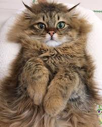 Happy Friday Cat Images - More information
