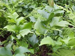 The japanese holly fern has some good uses like any other plants. Crytomium Falcatum Rochfordianum Japanese Holly Fern