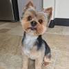Best 20 yorkie haircuts female. 3