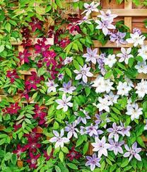 Most clematis require a minimum of 6 hours of full sun per day to grow their best, however some light shading during the hottest part of the day is beneficial. Clematis Waldrebe Online Kaufen Bestellen Bei Baldur Garten