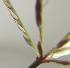 Image result for Brachyachne fulva