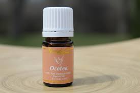 Image result for Ocotea