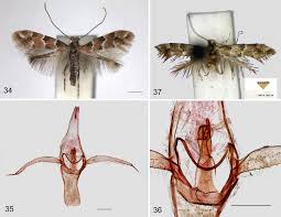 Image result for Phyllonorycter leucographellus