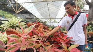 Check spelling or type a new query. 10 Tanaman Hias Outdoor Yang Cantik Tahan Panas Hujan