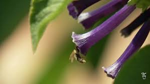 Image result for Iochroma