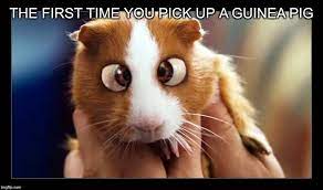We did not find results for: Image Tagged In Bedtime Stories Bugsy The Guinea Pig Imgflip