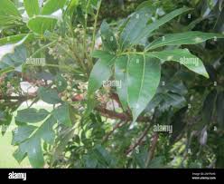 Image result for Ekebergia capensis