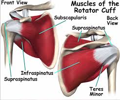 The glenohumeral joint is the main joint and is more like a golf ball sitting on a tee. Shoulder Exam Stanford Medicine 25 Stanford Medicine