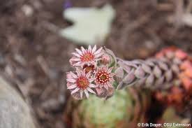 We did not find results for: Hen And Chicks Blooming Bygl