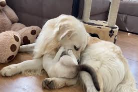 Ecco la cena di natale più divertente che abbiate mai visto. Cane E Gatto Giocano Insieme E Si Divertono Moltissimo Video