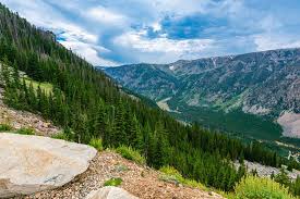 Image result for Ursinia montana