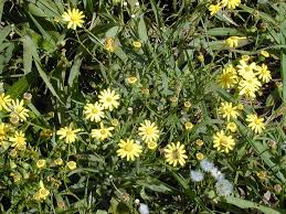Image result for Senecio madagascariensis
