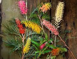 Image result for Grevillea