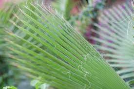 How To Make Palm Trees Grow Faster Palm Tree Leaves Palm Trees Coconut Palm Tree