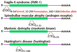 Human Genetics Problem Set