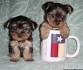 Teacup Yorkies For Sale Under 500 Near Me classifieds on ...