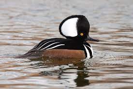 Serving south okanagan contemporary cuisine inspired by fresh local ingredients from our very own valley view farm. Hooded Merganser Drake Photograph By Craig K Lorenz