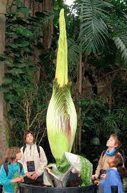 Amorphophallus konjac teufelszunge titanwurz rarität knolle. Titanwurz Bluht Und Stinkt In Basel Basel Badische Zeitung
