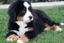 Trova immagini stock hd a tema piccolo cane nero e marrone che e milioni di altre foto, illustrazioni e contenuti vettoriali stock royalty free nella vasta raccolta di shutterstock. 10 Razze Di Cani Che Sbavano Quali Sono E Cosa Sapere