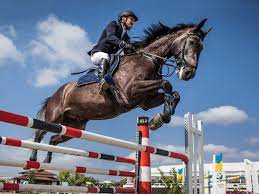 Jumping Horses For Sale