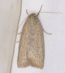 Image result for Chilodes maritima