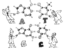 Have students work in pairs to evaluate. Http Www Cbsd Org Cms Lib07 Pa01916442 Centricity Domain 2361 Structure 20of 20dna Pdf