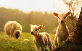 Beautiful Desktop Animal Wallpapers Top Free Beautiful Desktop Animal Backgrounds Wallpaperaccess Find and download desktop backgrounds animals wallpapers, total 31 desktop background. beautiful desktop animal wallpapers