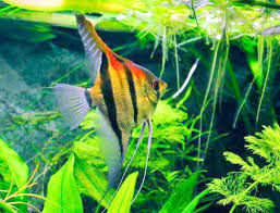 Scalaire Manucapuru Red Back Poissons Exotiques Vente Magasin Poisson Exotique Poisson Aquarium Poisson