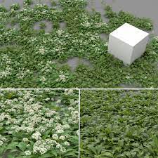 Allium Ursinum 3d Model Grass Flower 3d Model Allium