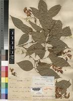 Image result for Craibia zimmermannii