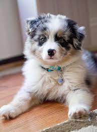 I Have The Most Beautiful Aussie Pup Ever Introducing My New Baby Boy Neptune 9 Weeks Old Australian Shepherd Puppies Puppies Australian Shepherd Blue Merle
