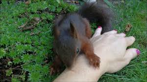 Eddie Der Kleine Eichkater Im August Sciurus Vulgaris Squirrel Eichhornchen Squirrel Sciurusvulgaris Sciurus Eichhornchen Baby Eichhornchen Eichkater