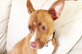 Fundraiser by Macie Steiner : Puppy kys recovery!