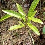 Image result for Landolphia lanceolata